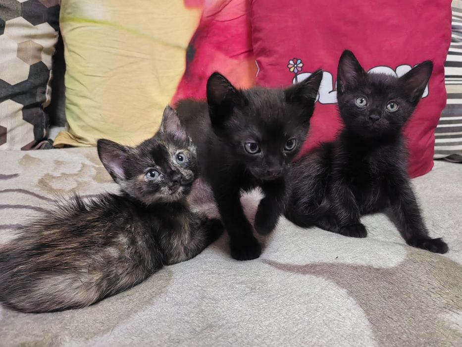 Отдам котёнка в хорошие руки