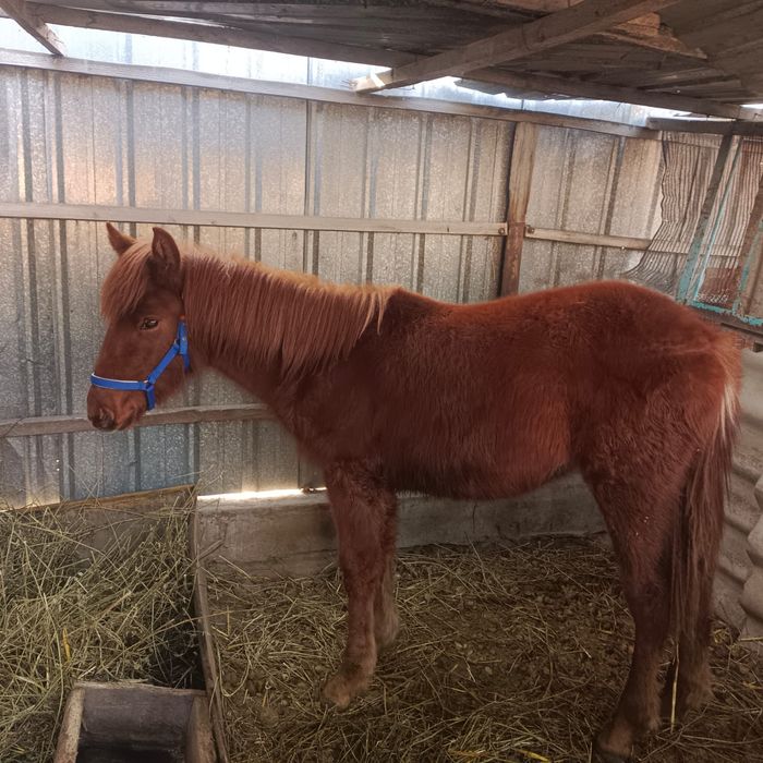 Продам кобылешку