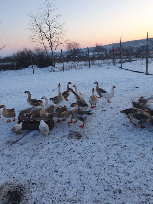 Gâște de vanzare