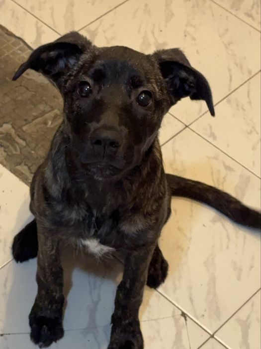 Подарък кученце!