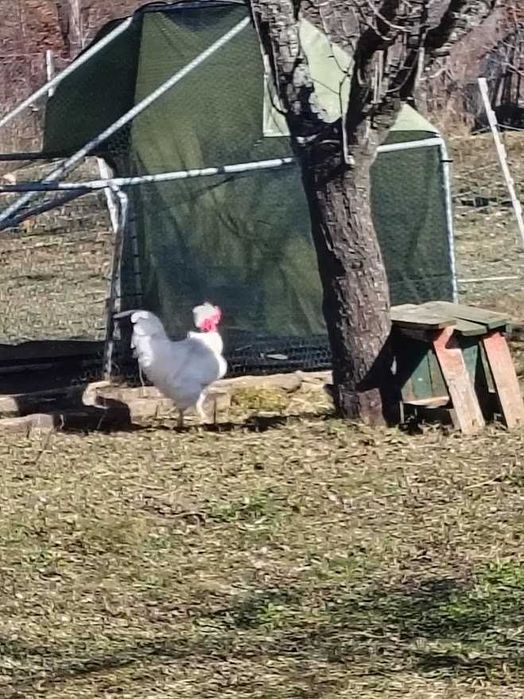 Cocosi motati de tinut