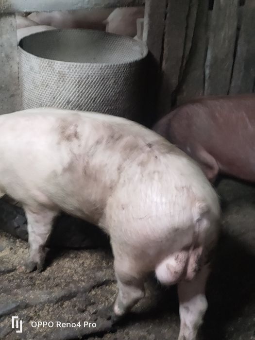 Продам отличных хряков на племя