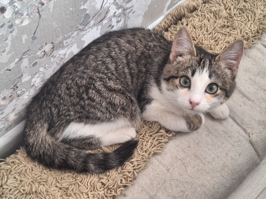 Котёнок мальчик 4-5 месяцев