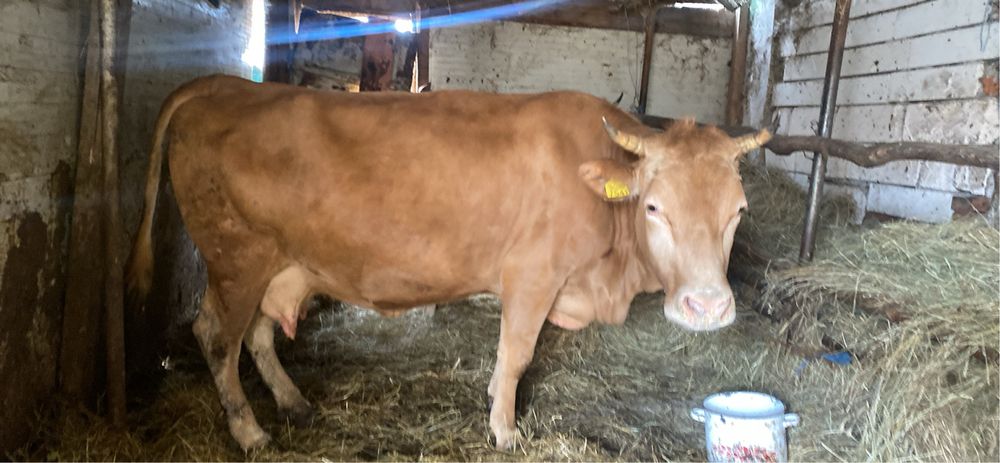 vand juninca la a doua fatare gestanta de 8 luni jumate