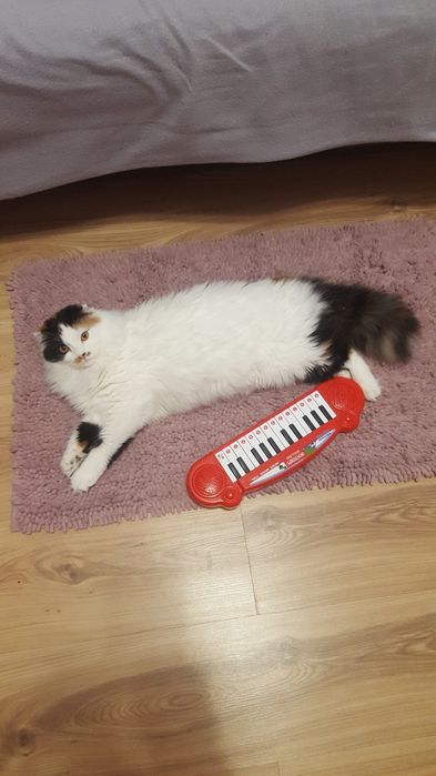 Животни/ шотландска