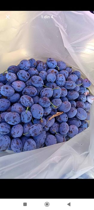 Vând prune de țuică livrarea se face gratuit la comenzi 0733207585