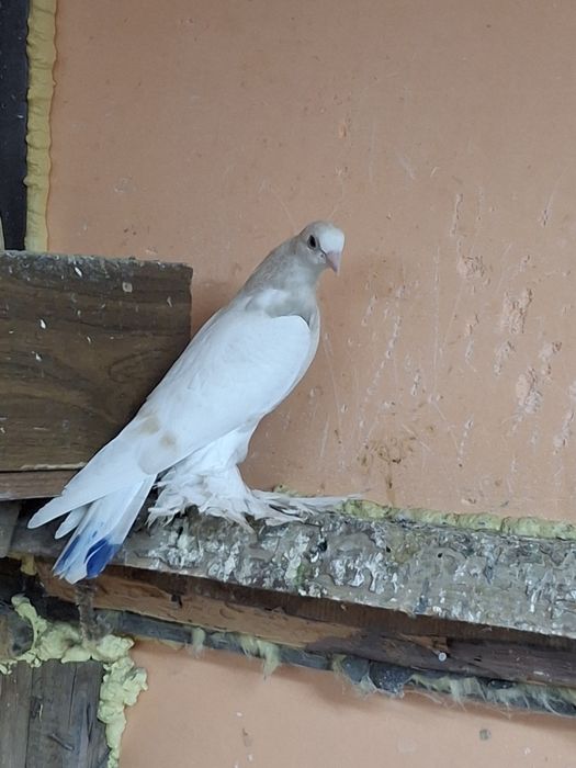 Продам голубей тасманы