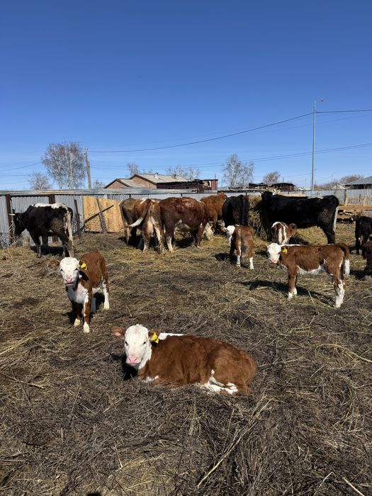 Продам коров с телятами