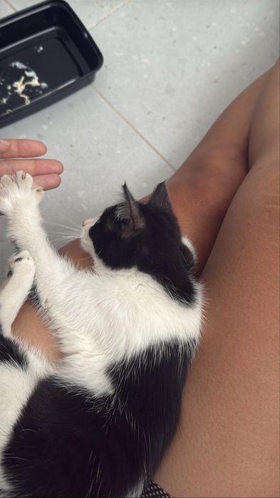 котенок ищет хороших хозяев