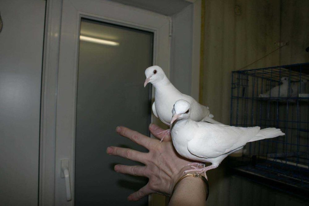 Продам Египетскую смеющуюся горлицу