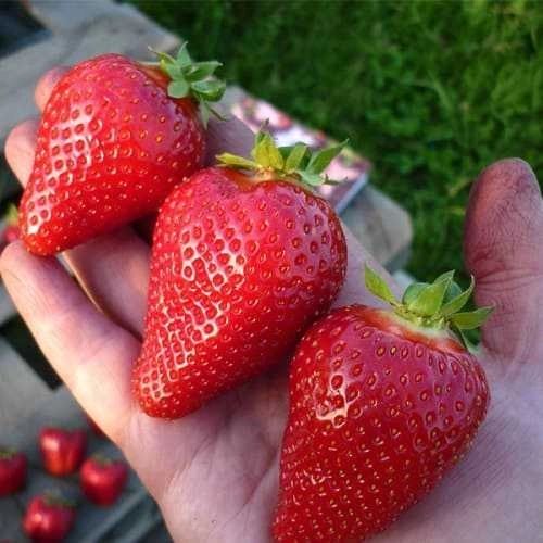 Рассада клубники сорт Мурана