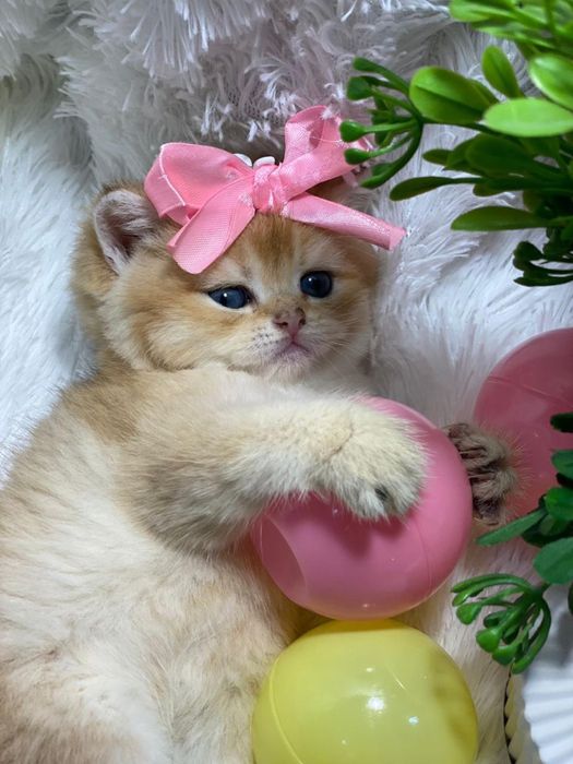 Золотые шиншиллы британские