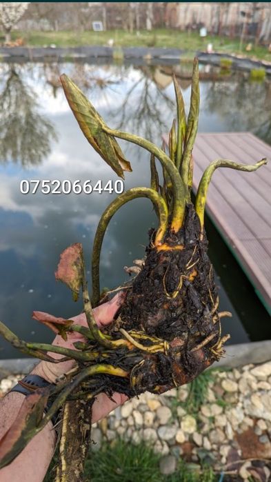 Vând nuferi roz și albi cu rizom radacini formate pentru iaz sau lac