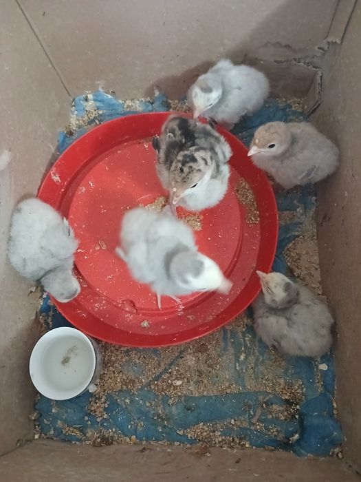 Pui de curca si boboci de rată leseasca