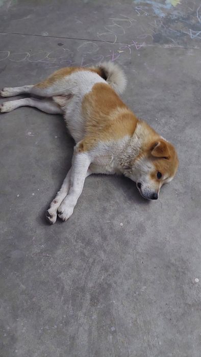 Ofer spre adoptie metis Akita Inu
