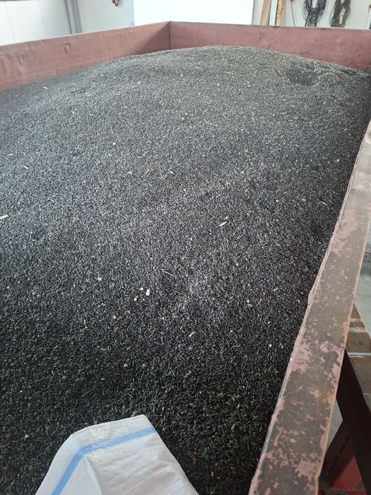 Floarea Soarelui;semințe