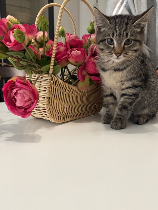 Котята бесплатно