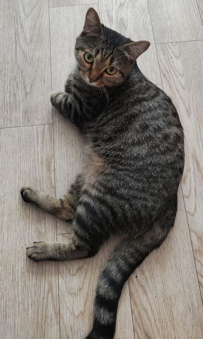 Отдам в хорошие руки кота