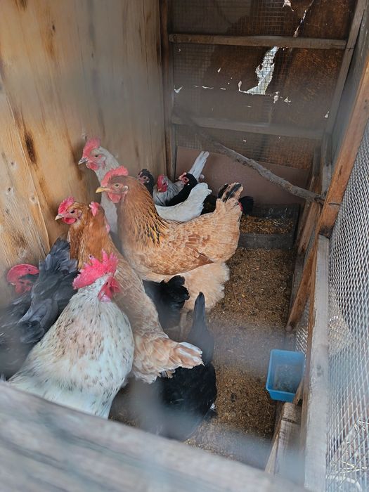 Продам Кур срочно