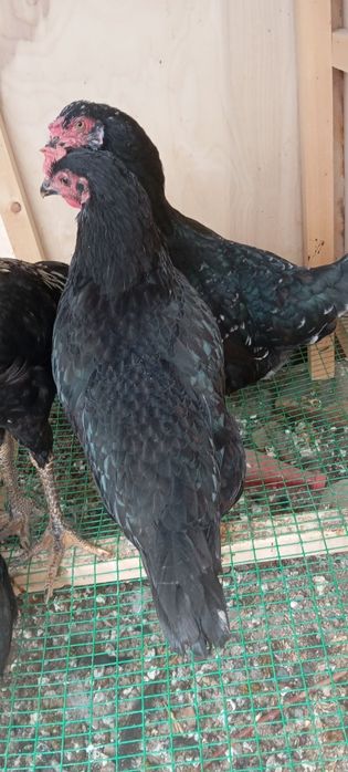 Xonaki tovuq sotiladi