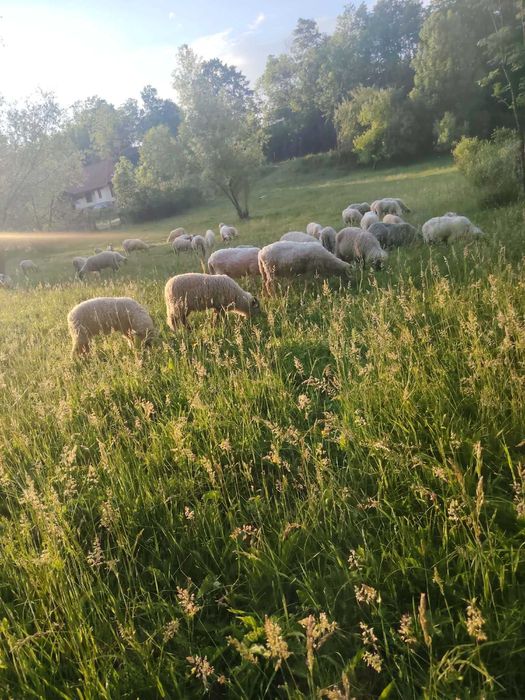 Vand 23 de oii 3 berbeci si 9 miei