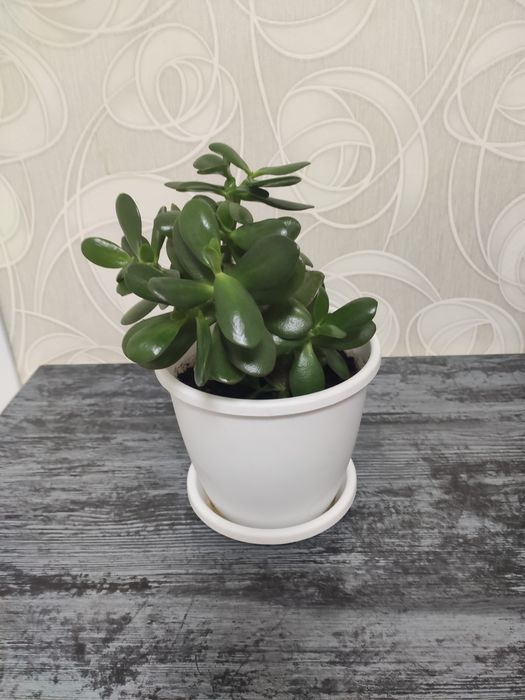 Цветок  денежный