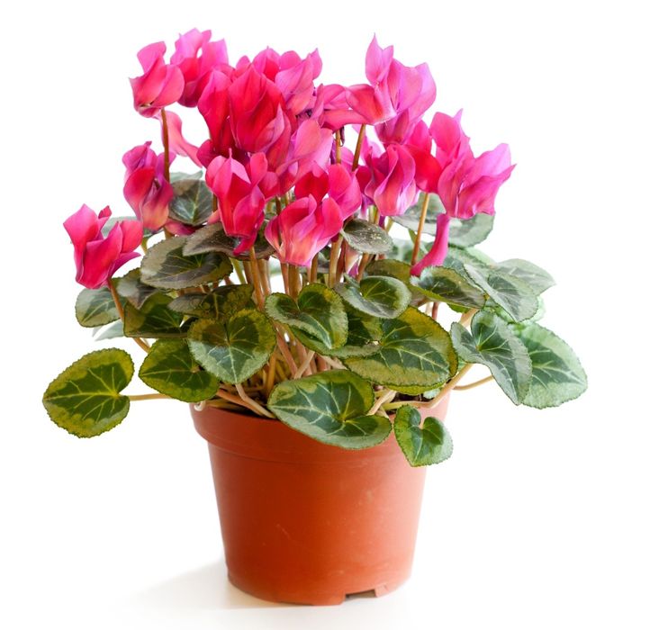 Producător local de zambilă, narcisă,lalea,