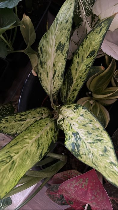 Диффенбахии домашние сортовые