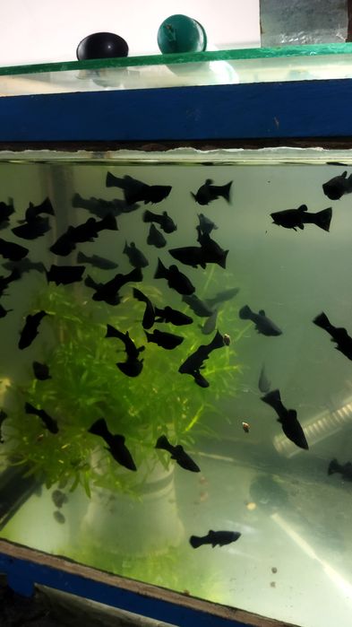 Продаются молинезии оптом по 3000 за ш тотуку