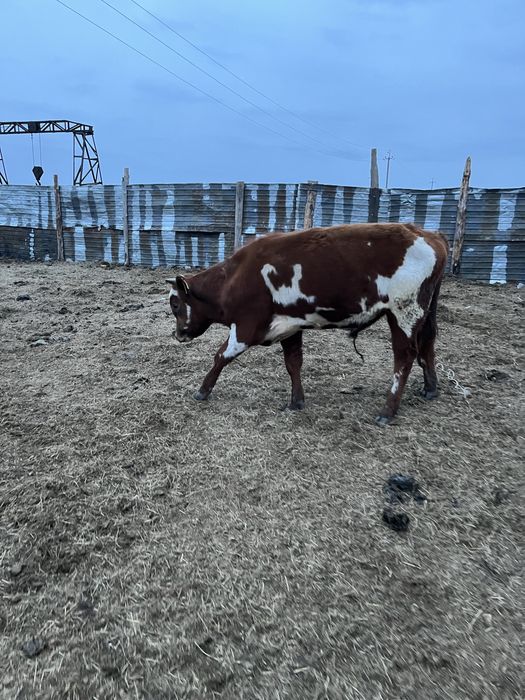 Продаются бычок и телка
