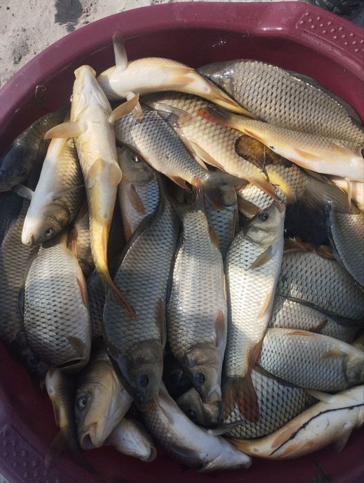 Ассалому аллейкум