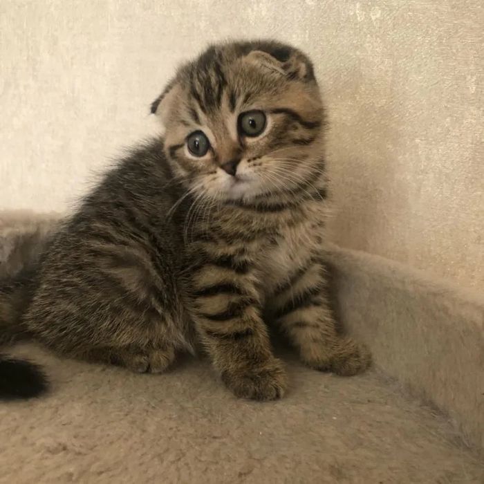 Шикарный котенок!