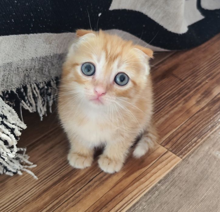 Отдаем классных котят от мамы крысолова
