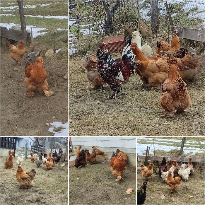 Vind oua pentru incubat 10lei bucata