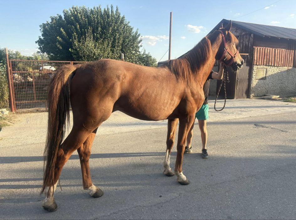 Vand cal trapas de ungaria