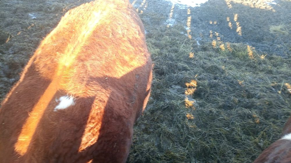 Продам Быков. Без торга.