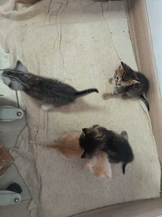 Котята-мальчики ищат дом. Остались без мамы