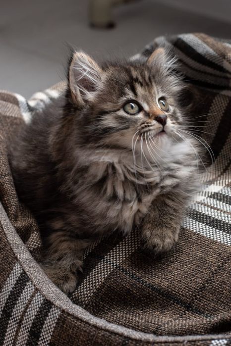 Отдаётся котенок - девочка