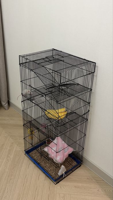 Продам 2 домашних крысят с необходимыми вещами.
