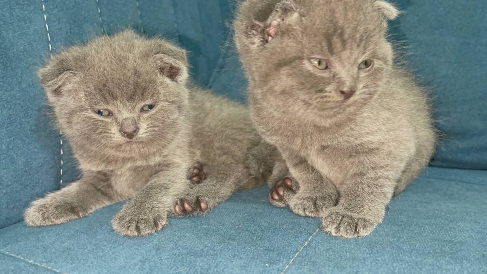 Продаем котят (девочки и мальчики)