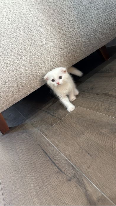 Шотландский вислоухий котенок-девочка, Scottish-fold