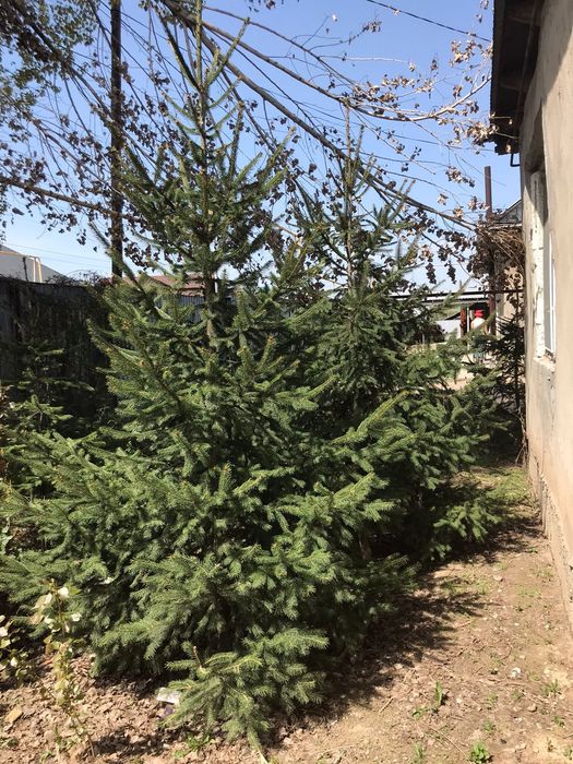 Ёлки европейский 6 шт