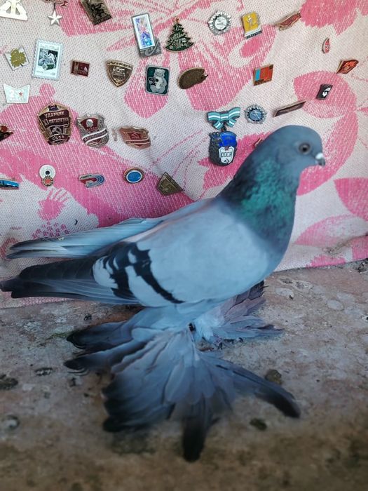 Молодой самец 10000 тнг