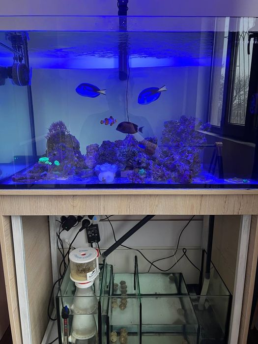 Сотилади морской аквариум 300л