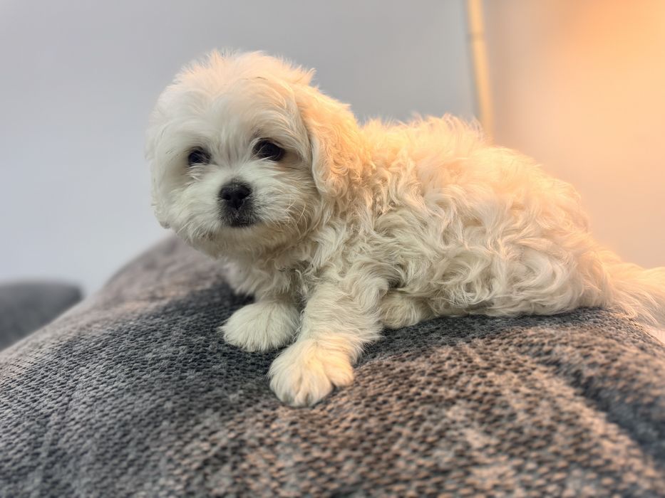 Щенки мальтийской болонки