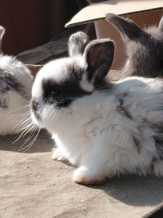 Продам декоративных кроликов