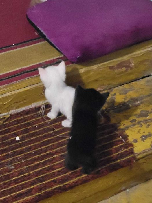 Котята в хорошие руки