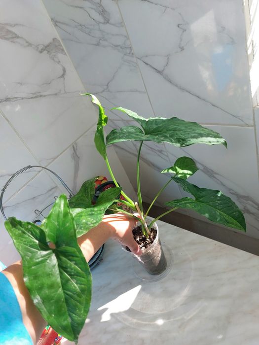 Сингониум Мотлед Мохито