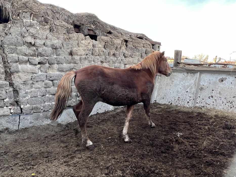 Продается донен