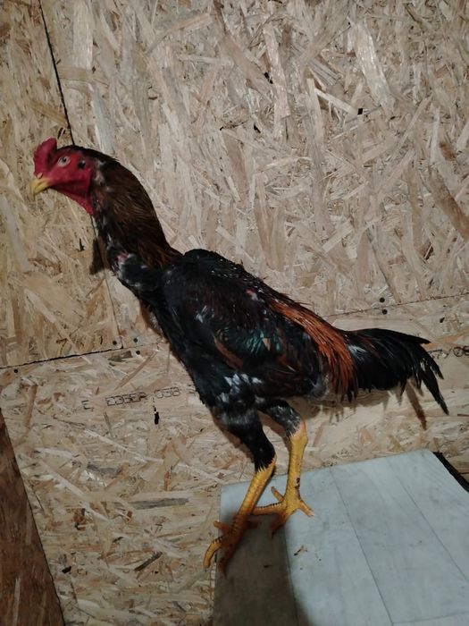 Продам Дакана золотой